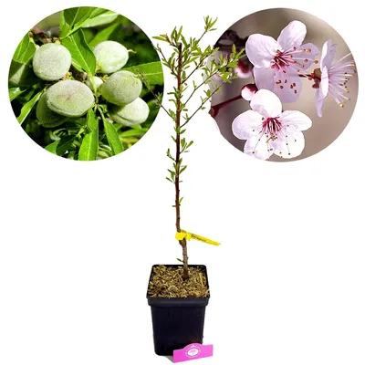 A potted almond tree sapling with inset images of unripe almonds and pink blossoms.