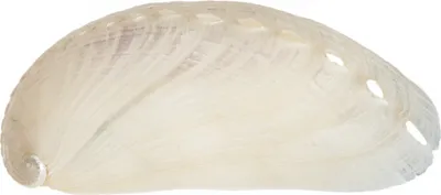 Produktbild von Haliotis assinina, poliert, Größe ca. 5-7cm | Deko-Schnecke