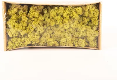 Produktbild von INNA-Glas Dekoratives Moos SVEINBJÖRN, hopfengrün, 500g - Echtes Isländisches Moos
