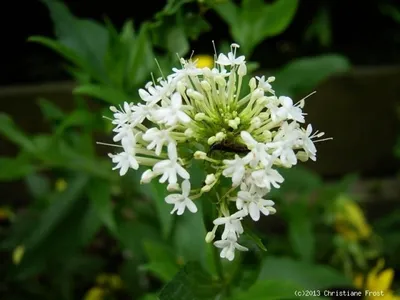 Produktbild von 6 x Weiße Spornblume , Dauerblüher , Tb 9