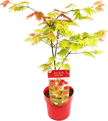 Produktbild von Bloomique - Acer Shirasawanum Moonrise - Japanischer Ahorn - Gartenpflanzen - Winterhart - 50-70 cm Hoch - Topf 19 cm