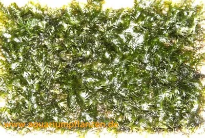 Produktbild von 1 Matte Willow Moos fontanalis antipryretica