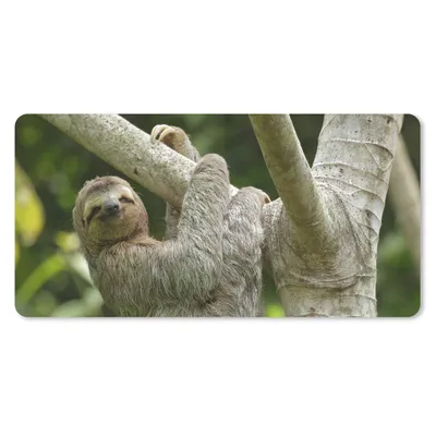 Produktbild von MuchoWow® Schreibtischunterlage Ein Faultier hängt an einem Ast 80x40 cm - XXL Mauspad - Gaming Mauspad