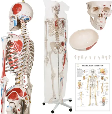 Obrázek produktu pro JAGO Anatomie člověka kostra s detaily malby svalů, 181 cm