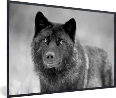 Produktbild von MuchoWow® MuchoWow® Gerahmtes Poster Wolf - Nahaufnahme - Schwarz - Weiß 90x60 cm - Poster mit zchwarzem Bilderrahmen - Fotorahmen - Foto-Plakat