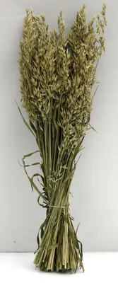 Produktbild von TROCKENBLUMEN Hafer FRÜHLINGSBRISE - Größe: ca.70 CM Grün