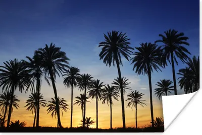Produktbild von MuchoWow® Poster Palme - Natur - Strand - Sonne - Nacht 30x20 cm - Plakate - Print