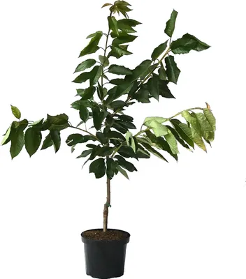 Produktbild von Süßkirsche 'Querfurter Königskirsche'