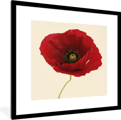 Produktbild von MuchoWow® Gerahmtes Poster Nahaufnahme einer roten Mohnblume 40x40 cm - Poster mit Schwarzem Bilderrahmen Wandposter Rahmen Foto Bilder - Poster - Plakat im Rahmen