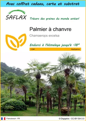Image de SAFLAX Ensemble-cadeau - Palmier à chanvre - 10 graines - Chamaerops