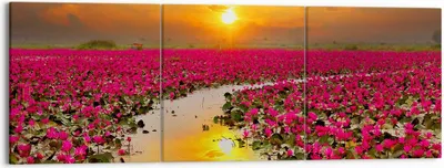 Produktbild von Bild auf Leinwand - Leinwandbild - See Blumen - 150x50cm - Wand Bild - Wanddeko - Wandbilder - Leinwanddruck - Bilder - Kunstdruck - Wanddekoration - Leinwand bilder - Wandkunst - CA150x50-3769