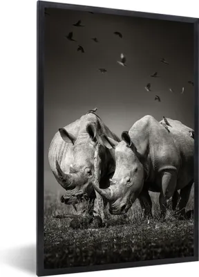 Produktbild von MuchoWow® Gerahmtes Poster Nashorn - Vogel - Tiere - Landschaft - Schwarz und weiß 40x60 cm - Poster mit Schwarzem Bilderrahmen Wandposter Rahmen Foto Bilder - Papierdruck - Wandbilder