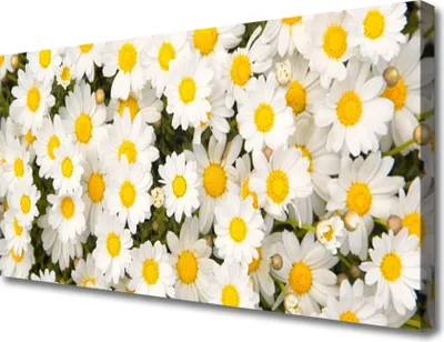 Produktbild von Tulup Leinwand-Bilder 100x50 Wandbild Canvas Kunstdruck Gänseblümchen Pflanzen
