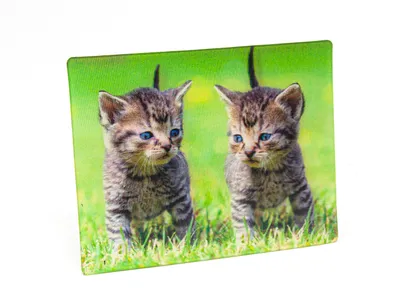 Produktbild von 3 D Magnet Katzen, 9 x 7 cm, Tiere Katze Kätzchen, Kühlschrankmagnete Tier