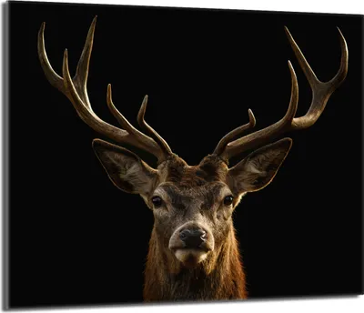 A close-up portrait of a deer's head against a black background.