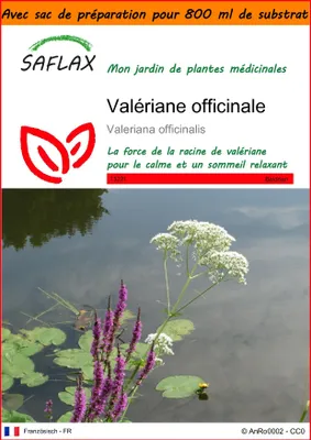 Image de SAFLAX Garden in the bag - Valériane officinale - 200 graines - Valeriana