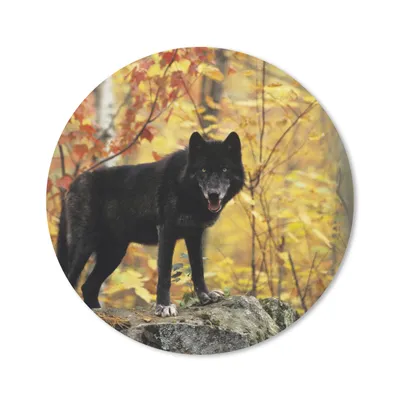 Produktbild von MuchoWow® Mauspad Mousepad Wolf - Fels - Baum 20x20 cm - Mousepads - Maus Mat - Pad - Mausunterlage - Schreibtischmatte