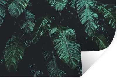 Produktbild von MuchoWow® Wandtattoo Wandsticker Wandaufkleber Dschungel - Palme - Blätter - Tropisch 60x40 cm Selbstklebend und Repositionierbar - Wierderverwendbar - Selbstklebend