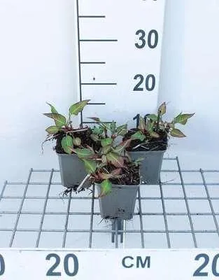 Productafbeelding van 6 x *Persicaria ampl.* 'J.s. Calor'® - Brandnetelbloem - Pot van 9 x 9 cm