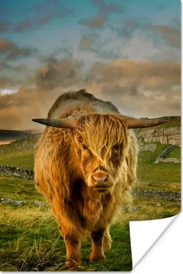 Produktbild von MuchoWow® Poster Schottischer Highlander - Gras - Berg 80x120 cm - Papierdruck