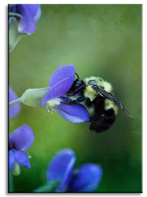 Produktbild von Leinwanddruck Botanik Biene Blume 50x70 cm