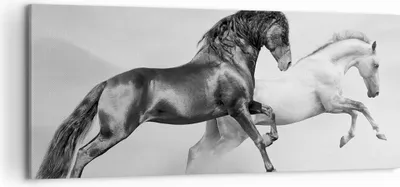 Produktbild von Bild auf Leinwand - Leinwandbild - Pferde Tiere Galopp Wiese - 120x50cm - Wand Bild - Wanddeko - Leinwanddruck - Bilder - Kunstdruck - Wanddekoration - Leinwand bilder - Wandkunst - AB120x50-2683