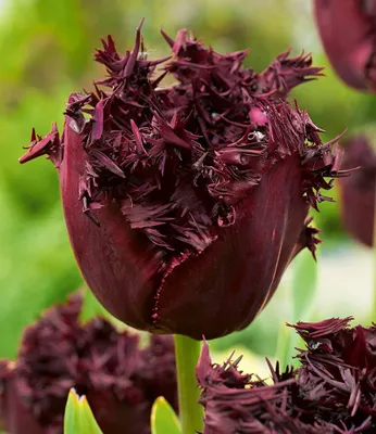 Produktbild von BALDUR Garten 8x Crispa-Tulpe 'Labrador', Zwiebeln mit Umfang 12 cm, fast schwarze, gefranste Blüten, Hingucker für Beet, Kübel & Vase, mehrjährig & winterhart, pflegeleicht, Tulipa