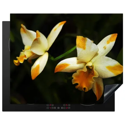 Produktbild von KitchenYeah© Herdabdeckplatte Zwei Orchideenblüten , 65x52cm, Küche Deko, Glaskeramikkochfeld Herdabdeckung, Abdeckplatte fùr Kochfeld