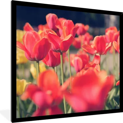 Produktbild von MuchoWow® Gerahmtes Poster Tulpen - Blumen - Natur 40x40 cm - Poster mit Schwarzem Bilderrahmen Wandposter Rahmen Foto Bilder - Mit Rahmen - Wanddekoration Schlafzimmer