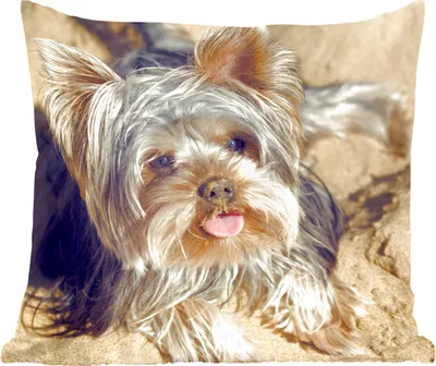 Produktbild von MuchoWow® Zierkissen Sofakissen Wohnzimmer Dekokissen 50x50 cm Yorkshire Terrier am Strand - Komfort - Sofakissen