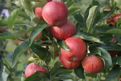 Produktbild von Apfelbaum `Gala´ - Niedrigstamm, 120-140cm im 10L-Topf