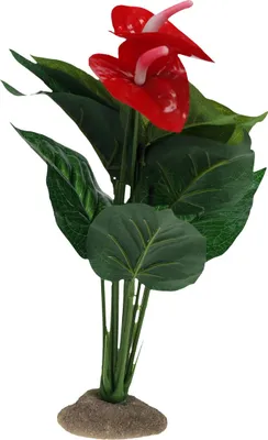 Image de Terra Della Décoration Anthurium vert