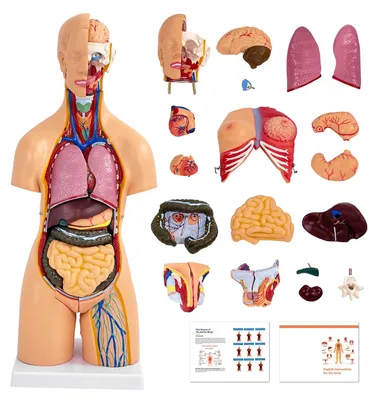 Torso Anatomie Modell 55 cm, PVC, 21 abnehmbare Organe
