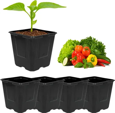 A seedling in a black pot, surrounded by vegetables and more empty pots.