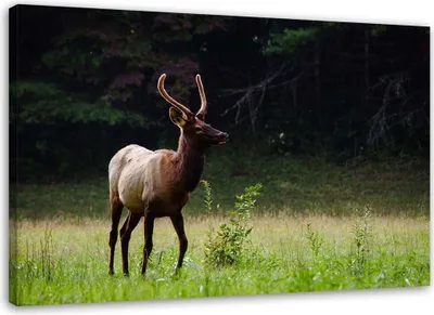 Produktbild von Leinwandbild ein reh auf einer wiese 100x70 cm Feeby braun wandbild bereit zum aufhängen