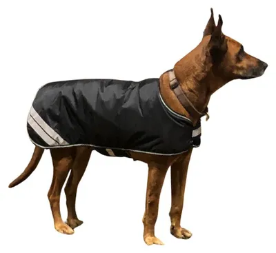 Immagine prodotto di Cappotto per cani HorseGuard, riflettente, nero, misura (cm):35cm