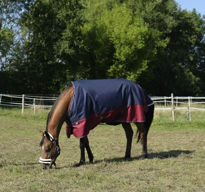 A horse wearing a blanket grazing in a field with trees and a fence in the background.