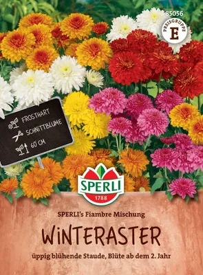 Produktbild von SPERLI Winterasternsamen Fiambre Chrysanthemum indicum 100 Pflanzen