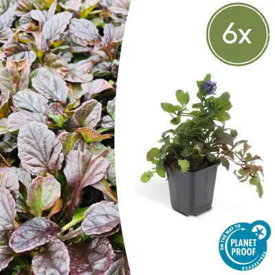 Obrázek produktu pro Půdopokryvné rostliny - Ajuga reptans - 9cm květináč - sada 6 rostlin