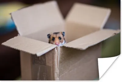 Produktbild von MuchoWow® Poster Hamster entsteigt einer Pappschachtel 60x40 cm - Schlafzimmerdekoration