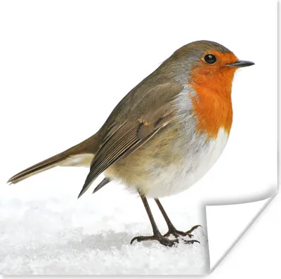 Produktbild von MuchoWow® Poster Rotkehlchen - Schnee - Weiß 75x75 cm - Wand Dekoration