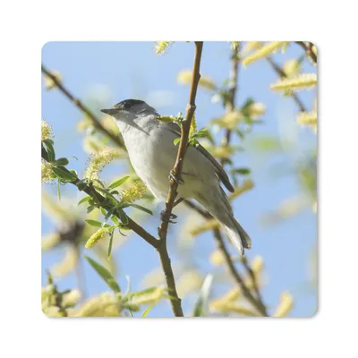Produktbild von MuchoWow® Mauspad Mousepad Vogel im Baum 20x20 cm - Mousepads - Maus Mat - Pad - Mausunterlage - Desk Mat - Bureauartikeln