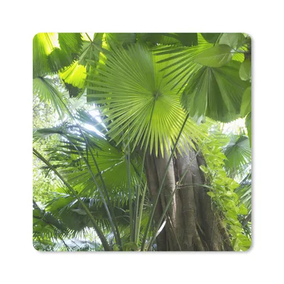 Produktbild von MuchoWow® Mauspad Mousepad Tropischer Regenwald 30x30 cm - Mousepads - Maus Mat - Pad - Mausunterlage - Gaming