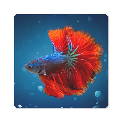 Produktbild von MuchoWow® Mauspad Mousepad Fisch - Wasser - Rot 20x20 cm - Mousepads - Maus Mat - Pad - Mausunterlage - Desk Mat - Bureauartikeln
