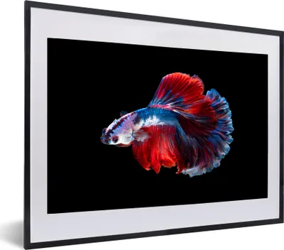 Produktbild von MuchoWow® MuchoWow® Gerahmtes Poster Fisch - Schwanz - Schwarz 60x40 cm - Poster mit zchwarzem Bilderrahmen - Schlafzimmer - Plakat in Rahmen - Drucken