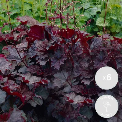 Produktbild von 6er-Set Heuchera Micrantha Palace Purple, Purpurglöckchen, 10-20 cm
