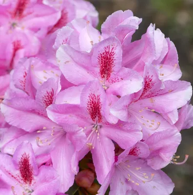 Produktbild von Rhododendron Hybride " furnivals daughter " Alpenrose 40 - 50 cm hoch