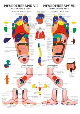 Produktbild von Reflexzonen Fuss Mini-Poster Anatomie 34x24 cm medizinische Lehrmittel