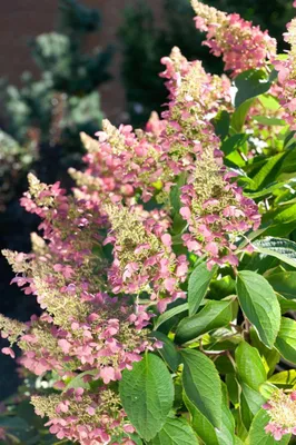 Produktbild von Hydrangea paniculata 'Pink Lady', Rispenhortensie, rosa, 40–60 cm