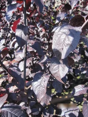 Produktbild von Prunus cerasifera Nigra - Blutpflaume